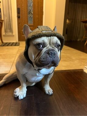 Canine Aviator Hat